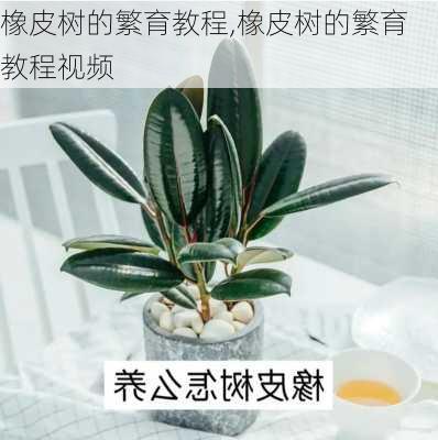 橡皮树的繁育教程,橡皮树的繁育教程视频