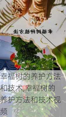 幸福树的养护方法和技术,幸福树的养护方法和技术视频