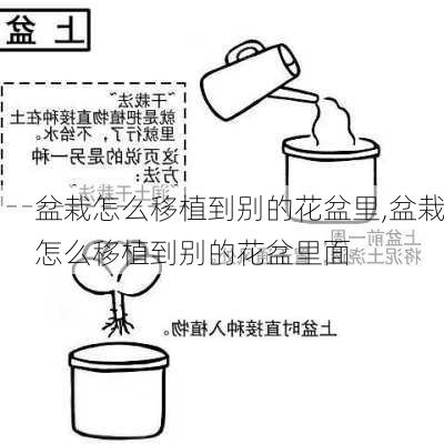 盆栽怎么移植到别的花盆里,盆栽怎么移植到别的花盆里面