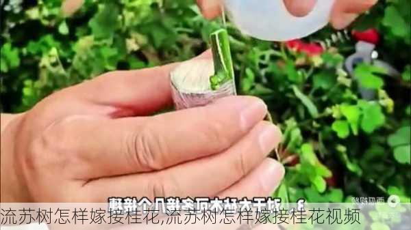 流苏树怎样嫁接桂花,流苏树怎样嫁接桂花视频