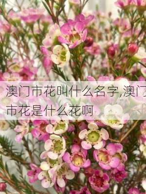 澳门市花叫什么名字,澳门市花是什么花啊