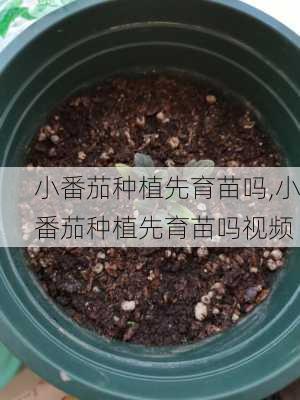 小番茄种植先育苗吗,小番茄种植先育苗吗视频