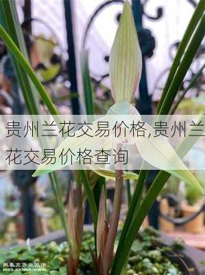 贵州兰花交易价格,贵州兰花交易价格查询