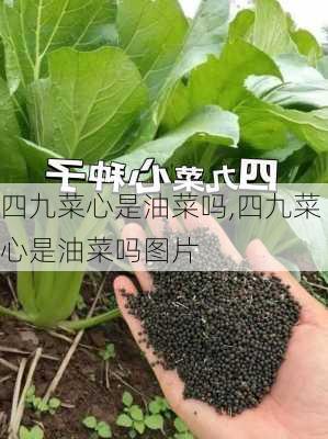 四九菜心是油菜吗,四九菜心是油菜吗图片