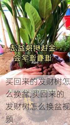 买回来的发财树怎么换盆,买回来的发财树怎么换盆视频