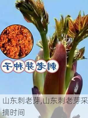 山东刺老芽,山东刺老芽采摘时间