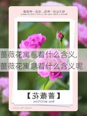 蔷薇花寓意着什么含义,蔷薇花寓意着什么含义呢