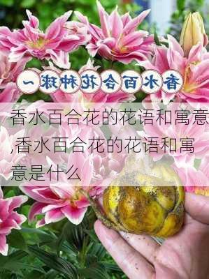 香水百合花的花语和寓意,香水百合花的花语和寓意是什么