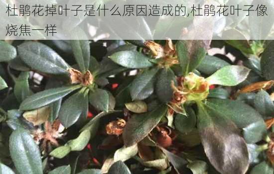 杜鹃花掉叶子是什么原因造成的,杜鹃花叶子像烧焦一样