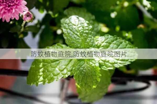 防蚊植物庭院,防蚊植物庭院图片