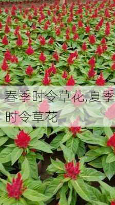 春季时令草花,夏季时令草花