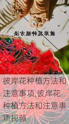 彼岸花种植方法和注意事项,彼岸花种植方法和注意事项视频