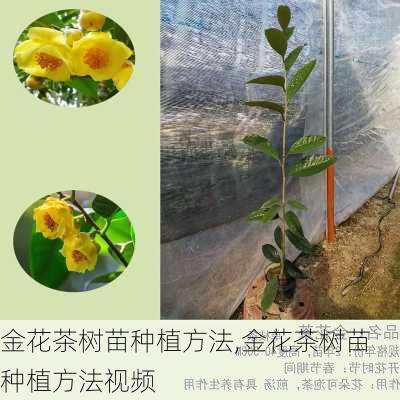 金花茶树苗种植方法,金花茶树苗种植方法视频