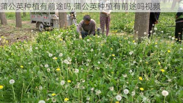 蒲公英种植有前途吗,蒲公英种植有前途吗视频