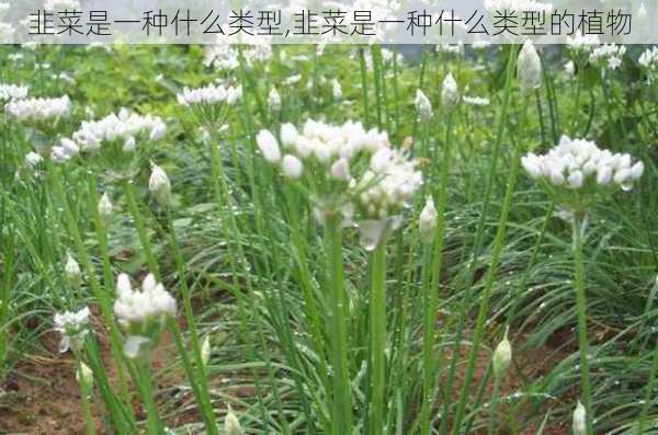 韭菜是一种什么类型,韭菜是一种什么类型的植物