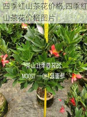 四季红山茶花价格,四季红山茶花价格图片