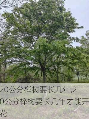 20公分榉树要长几年,20公分榉树要长几年才能开花