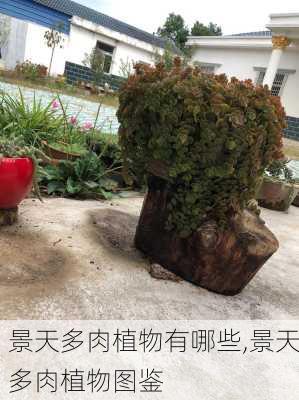 景天多肉植物有哪些,景天多肉植物图鉴