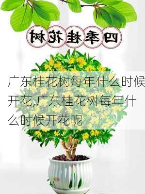 广东桂花树每年什么时候开花,广东桂花树每年什么时候开花呢