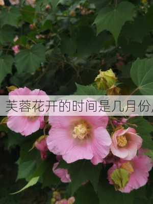 芙蓉花开的时间是几月份,