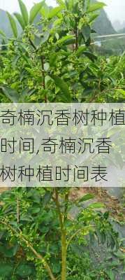 奇楠沉香树种植时间,奇楠沉香树种植时间表