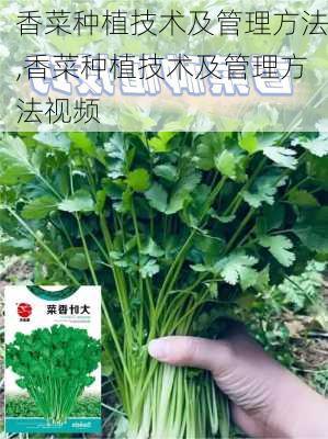 香菜种植技术及管理方法,香菜种植技术及管理方法视频