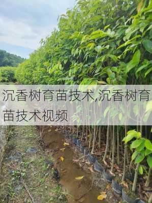 沉香树育苗技术,沉香树育苗技术视频