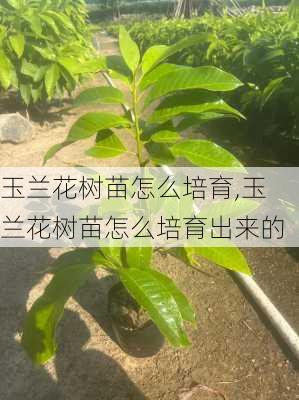 玉兰花树苗怎么培育,玉兰花树苗怎么培育出来的