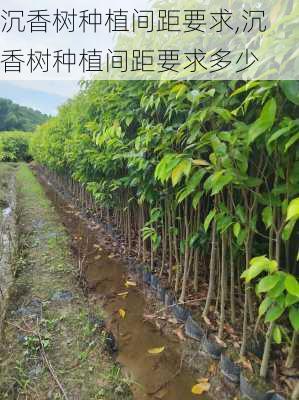 沉香树种植间距要求,沉香树种植间距要求多少