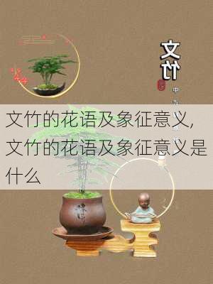 文竹的花语及象征意义,文竹的花语及象征意义是什么