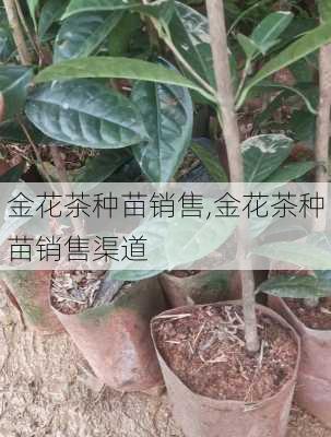 金花茶种苗销售,金花茶种苗销售渠道