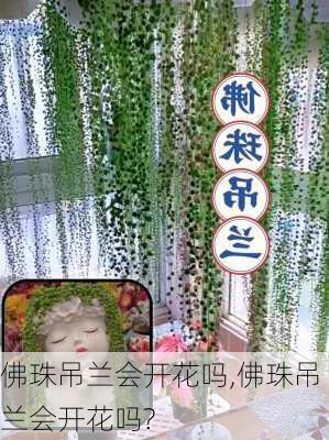 佛珠吊兰会开花吗,佛珠吊兰会开花吗?