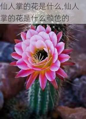 仙人掌的花是什么,仙人掌的花是什么颜色的