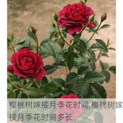 樱桃树嫁接月季花时间,樱桃树嫁接月季花时间多长