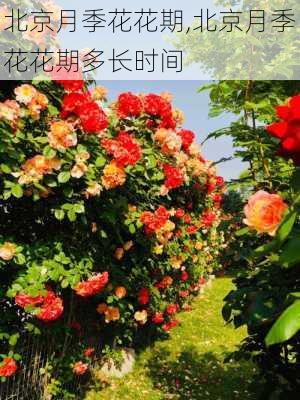 北京月季花花期,北京月季花花期多长时间