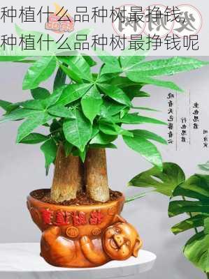 种植什么品种树最挣钱,种植什么品种树最挣钱呢