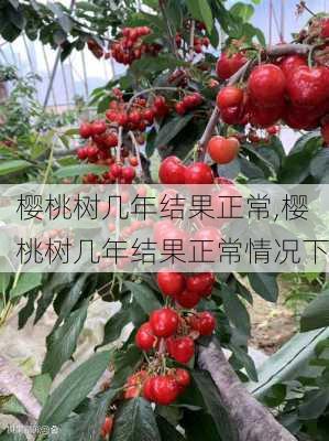 樱桃树几年结果正常,樱桃树几年结果正常情况下