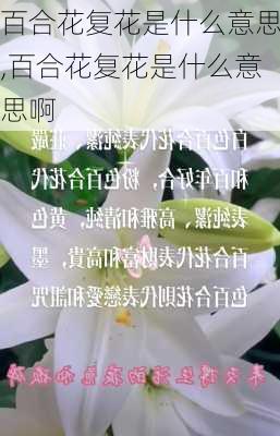 百合花复花是什么意思,百合花复花是什么意思啊