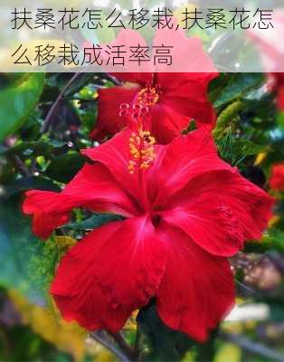 扶桑花怎么移栽,扶桑花怎么移栽成活率高