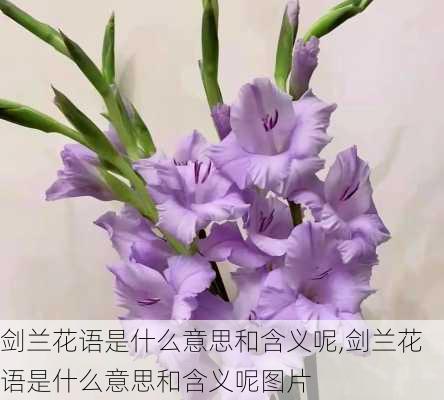 剑兰花语是什么意思和含义呢,剑兰花语是什么意思和含义呢图片