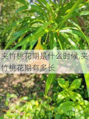 夹竹桃花期是什么时候,夹竹桃花期有多长