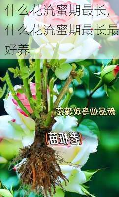 什么花流蜜期最长,什么花流蜜期最长最好养