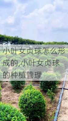 小叶女贞球怎么形成的,小叶女贞球的种植管理