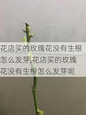 花店买的玫瑰花没有生根怎么发芽,花店买的玫瑰花没有生根怎么发芽呢