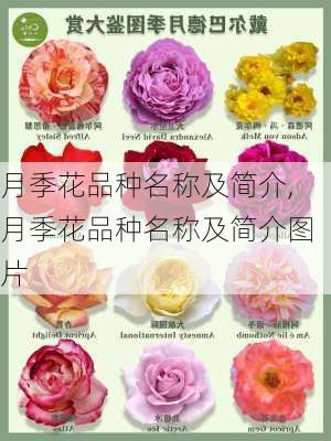 月季花品种名称及简介,月季花品种名称及简介图片