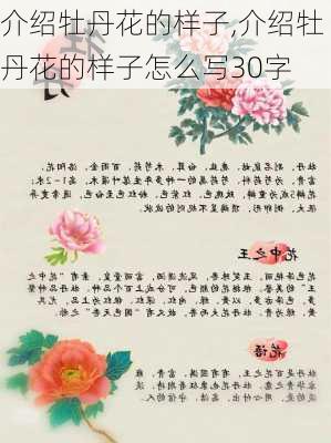 介绍牡丹花的样子,介绍牡丹花的样子怎么写30字