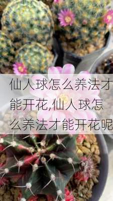 仙人球怎么养法才能开花,仙人球怎么养法才能开花呢