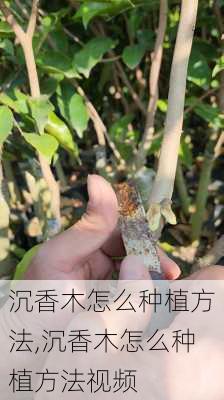 沉香木怎么种植方法,沉香木怎么种植方法视频