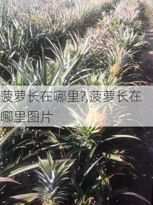 菠萝长在哪里?,菠萝长在哪里图片