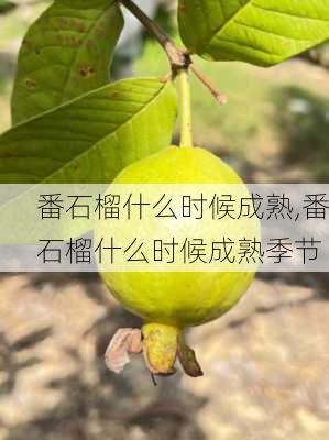 番石榴什么时候成熟,番石榴什么时候成熟季节